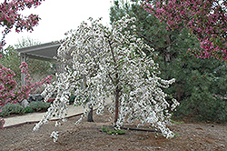 Red Jade Flowering Crab (Malus 'Red Jade') at Millcreek Nursery Ltd