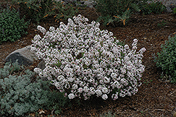 Rose Daphne (Daphne cneorum) at Millcreek Nursery Ltd