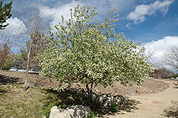 Midnight Schubert Chokecherry (Prunus virginiana 'Midnight Schubert') at Millcreek Nursery Ltd