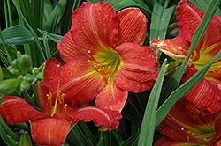 Red Rum Daylily (Hemerocallis 'Red Rum') at Millcreek Nursery Ltd