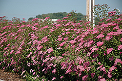 Anthony Waterer Spirea (Spiraea x bumalda 'Anthony Waterer') at Millcreek Nursery Ltd