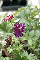 Birch's Double Cranesbill (Geranium himalayense 'Birch's Double') at Millcreek Nursery Ltd