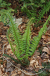 Deer Fern (Blechnum spicant) at Millcreek Nursery Ltd