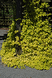 Golden Hops (Humulus lupulus 'Aureus') at Millcreek Nursery Ltd