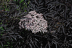 Black Lace Elder (Sambucus nigra 'Eva') at Millcreek Nursery Ltd
