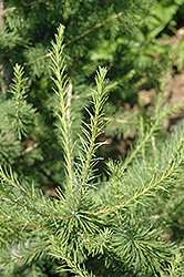 Oasis Siberian Larch (Larix sibirica 'Durcarl') at Millcreek Nursery Ltd