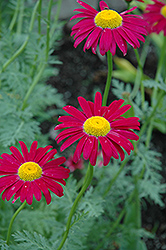 Robinson's Red Painted Daisy (Tanacetum coccineum 'Robinson's Red') at Millcreek Nursery Ltd