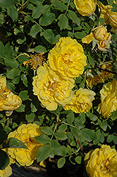 Persian Yellow Rose (Rosa 'Persian Yellow') at Millcreek Nursery Ltd