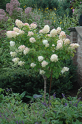 Tree Form Limelight Hydrangea (Hydrangea paniculata 'Limelight (tree form)') at Millcreek Nursery Ltd