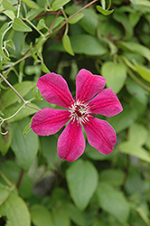 Allanah Clematis (Clematis 'Allanah') at Millcreek Nursery Ltd