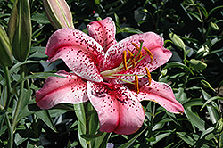 Tiger Edition Lily (Lilium 'Tiger Edition') at Millcreek Nursery Ltd