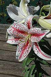 Tiger Woods Lily (Lilium 'Tiger Woods') at Millcreek Nursery Ltd