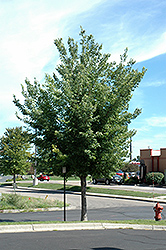 Common Hackberry (Celtis occidentalis) at Millcreek Nursery Ltd