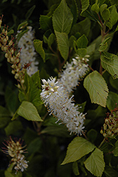Sugartina Summersweet (Clethra alnifolia 'Crystalina') at Millcreek Nursery Ltd