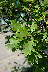 Crimson Spire Oak (Quercus 'Crimschmidt') at Millcreek Nursery Ltd