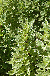 Pesto Perpetuo Basil (Ocimum x citriodorum 'Pesto Perpetuo') at Millcreek Nursery Ltd