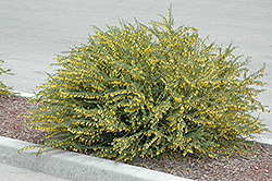 Pygmy Caragana (Caragana pygmaea) at Millcreek Nursery Ltd