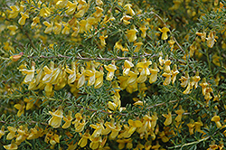 Pygmy Caragana (Caragana pygmaea) at Millcreek Nursery Ltd