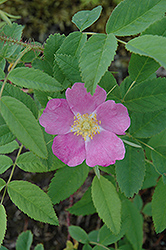 Wild Rose (Rosa woodsii) at Millcreek Nursery Ltd