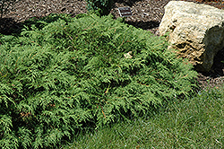 Siberian Cypress (Microbiota decussata) at Millcreek Nursery Ltd