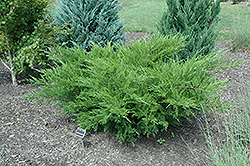 Sea Green Juniper (Juniperus chinensis 'Sea Green') at Millcreek Nursery Ltd
