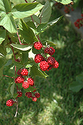 Heritage Raspberry (Rubus 'Heritage') at Millcreek Nursery Ltd