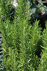 Barbeque Rosemary (Rosmarinus officinalis 'Barbeque') at Millcreek Nursery Ltd