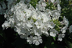White Flame Garden Phlox (Phlox paniculata 'White Flame') at Millcreek Nursery Ltd