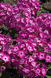 Early Start Purple Garden Phlox (Phlox paniculata 'Early Start Purple') at Millcreek Nursery Ltd