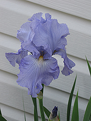 Babbling Brook Iris (Iris 'Babbling Brook') at Millcreek Nursery Ltd