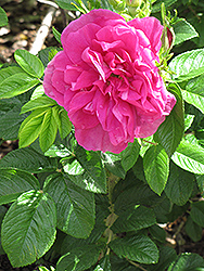 Hansa Rose (Rosa 'Hansa') at Millcreek Nursery Ltd