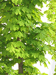 Columnar Norway Maple (Acer platanoides 'Columnare') at Millcreek Nursery Ltd