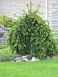 Weeping Norway Spruce (Picea abies 'Pendula') at Millcreek Nursery Ltd