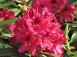 Nova Zembla Rhododendron (Rhododendron 'Nova Zembla') at Millcreek Nursery Ltd