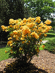 Golden Lights Azalea (Rhododendron 'Golden Lights') at Millcreek Nursery Ltd