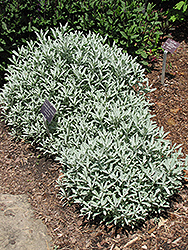 Silver King Artemesia (Artemisia ludoviciana 'Silver King') at Millcreek Nursery Ltd