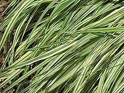 Variegated Moor Grass (Molinia caerulea 'Variegata') at Millcreek Nursery Ltd