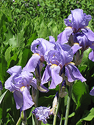 Golden Variegated Sweet Iris (Iris pallida 'Aureovariegata') at Millcreek Nursery Ltd