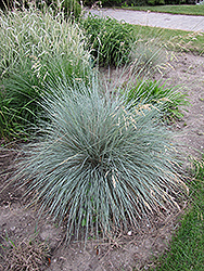 Blue Oat Grass (Helictotrichon sempervirens) at Millcreek Nursery Ltd