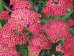 Galaxy Paprika Yarrow (Achillea millefolium 'Paprika') at Millcreek Nursery Ltd