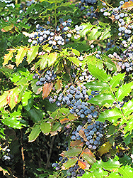Oregon Grape (Mahonia aquifolium) at Millcreek Nursery Ltd