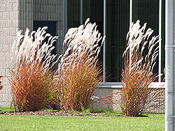 Flame Grass (Miscanthus sinensis 'Purpurascens') at Millcreek Nursery Ltd