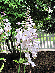 Key West Hosta (Hosta 'Key West') at Millcreek Nursery Ltd