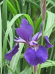 Caesar's Brother Siberian Iris (Iris sibirica 'Caesar's Brother') at Millcreek Nursery Ltd