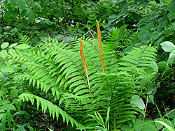 Cinnamon Fern (Osmunda cinnamomea) at Millcreek Nursery Ltd