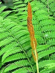 Cinnamon Fern (Osmunda cinnamomea) at Millcreek Nursery Ltd