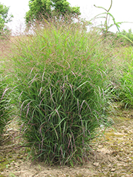 Prairie Sky Switch Grass (Panicum virgatum 'Prairie Sky') at Millcreek Nursery Ltd