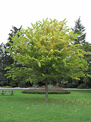 Common Hackberry (Celtis occidentalis) at Millcreek Nursery Ltd