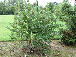 Viking Chokeberry (Aronia x prunifolia 'Viking') at Millcreek Nursery Ltd