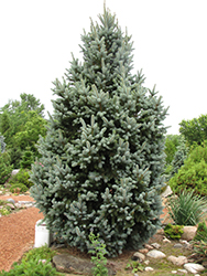 Iseli Fastigiate Spruce (Picea pungens 'Iseli Fastigiata') at Millcreek Nursery Ltd